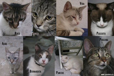 gatos cat cafe madrid